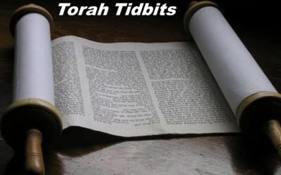 Torah Tidbits